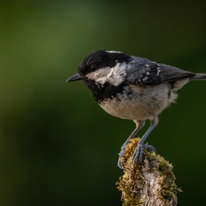 Redwell   27 05 2020   D500   Les 20.jpg